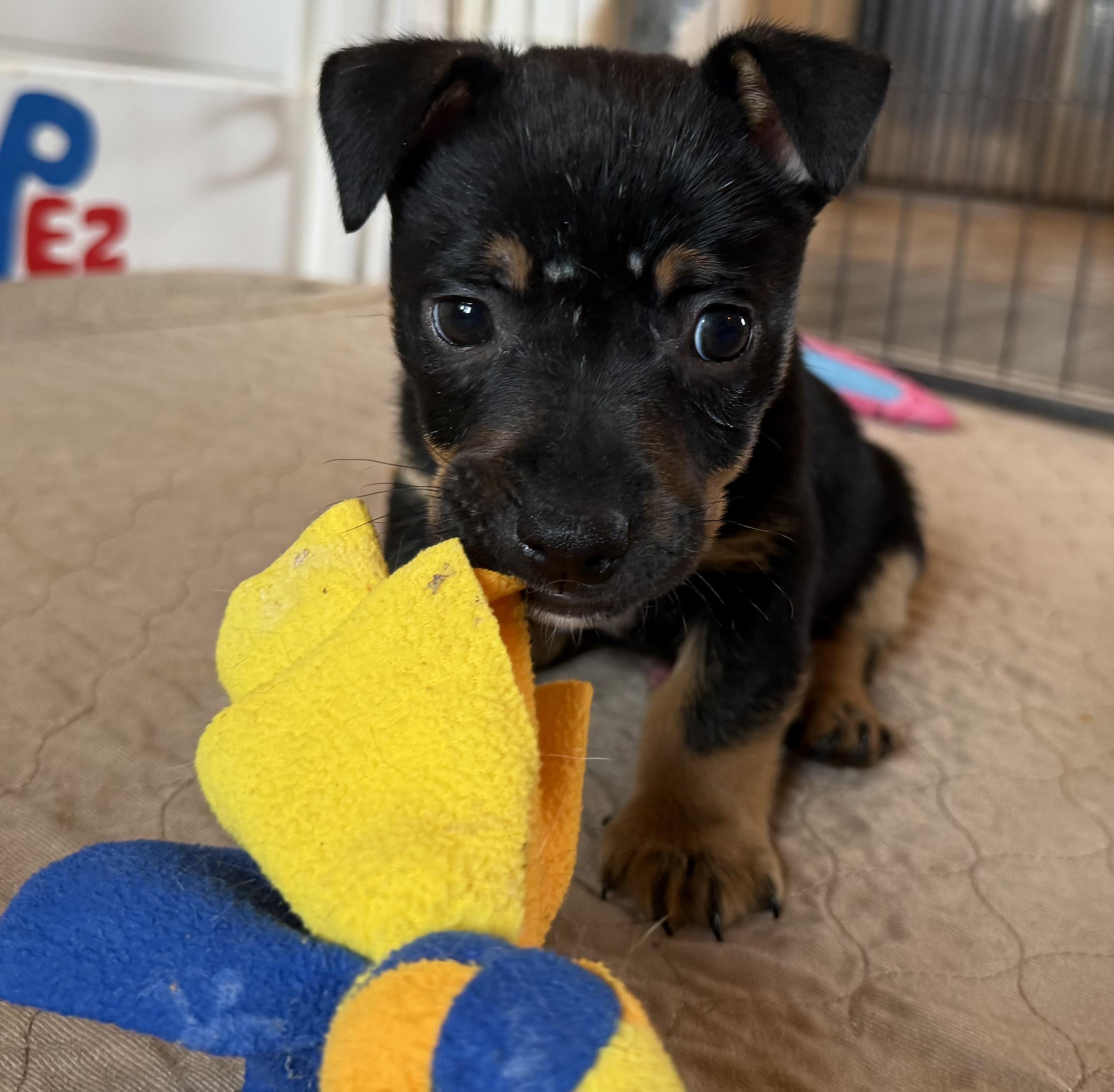 Liam, adopted, Puppy Male Chihuahua & Terrier.