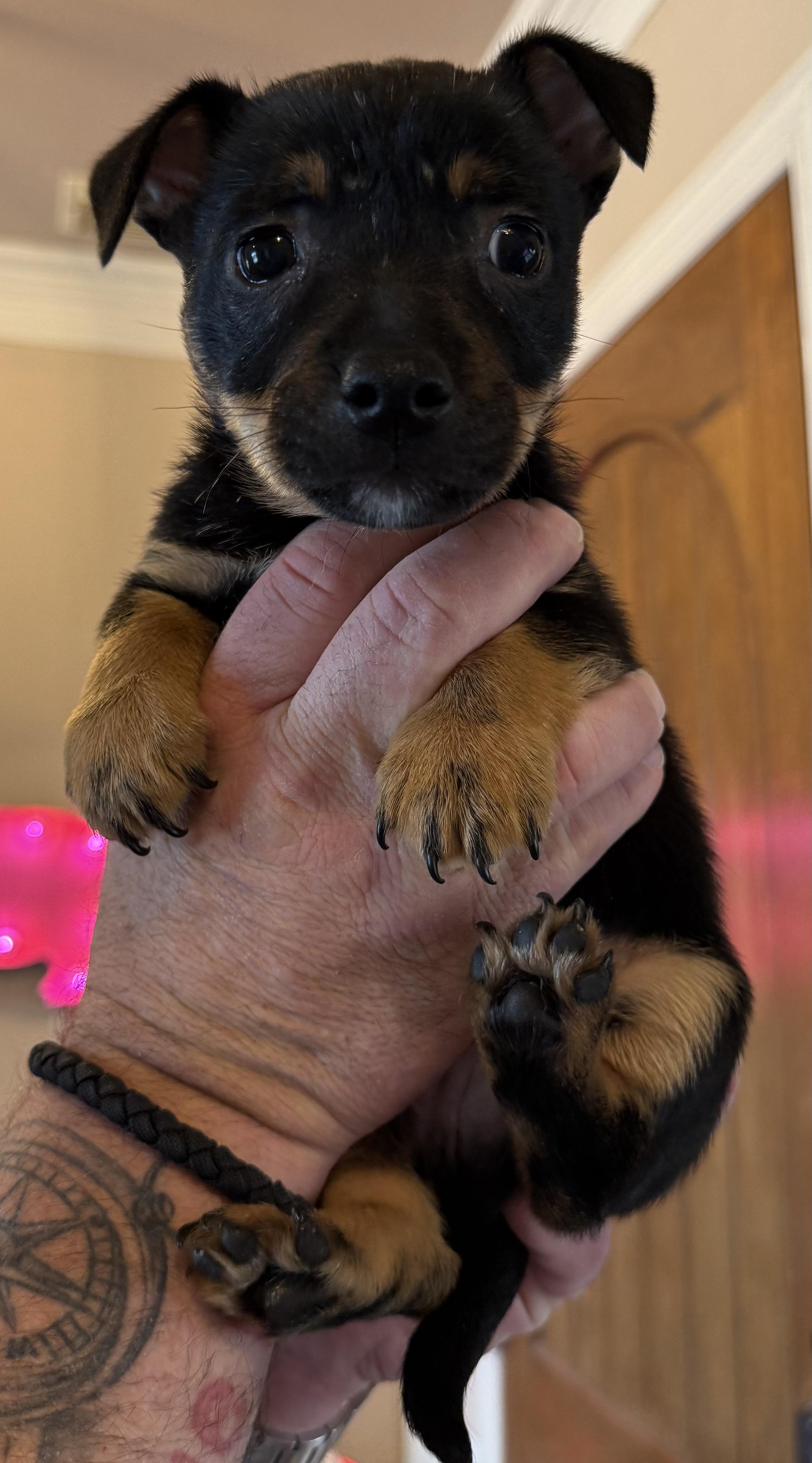 Enlarge Liam, an adopted mixed breed in Dallas, TX image 2/3