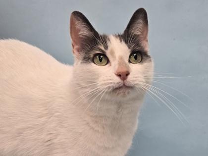 Inez, Adoptable, Adult Female Domestic Short Hair.
