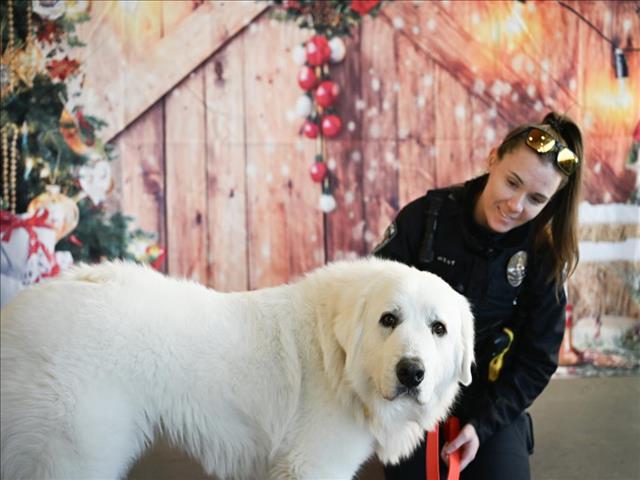 Enlarge LUCY, a Adoptable Great Pyrenees in Chapel Hill, NC image 1/1