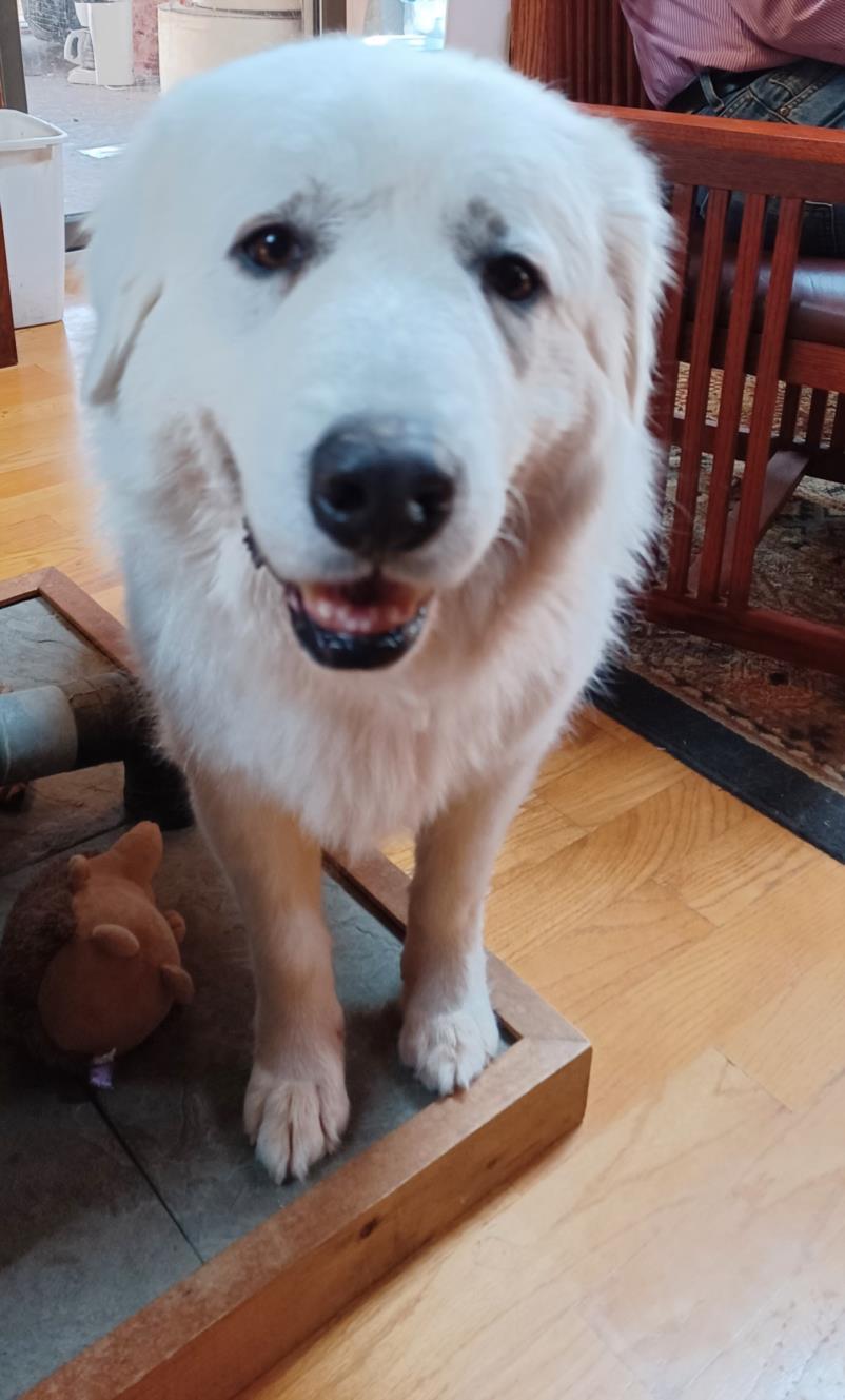 LUCY, Adoptable, Adult Female Great Pyrenees.