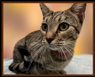 Enlarge SAMANTHA, a Adoptable Domestic Short Hair in Peoria, IL image 1/1