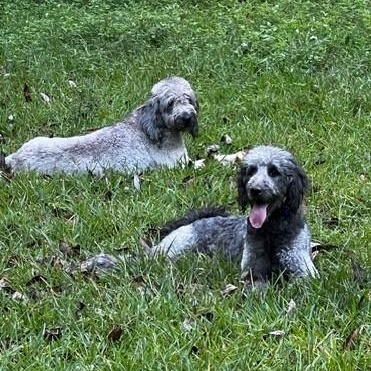 Lucy and Nola - CP, Adoptable, Young Female Golden Retriever & Standard Poodle.