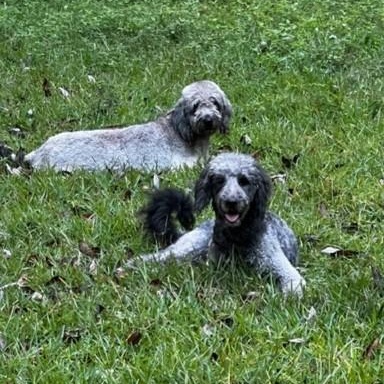 Lucy and Nola - CP, a Adoptable mixed breed in Point Clear, AL image 2/3