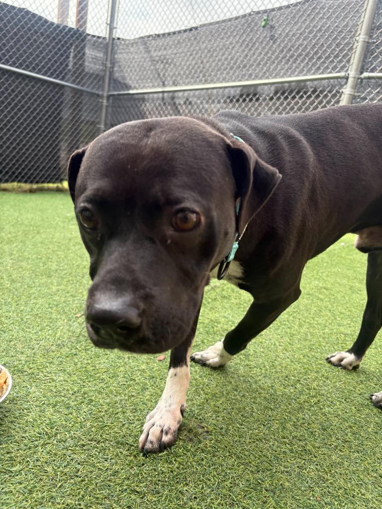 Roscoe, Adoptable, Young Male Pit Bull Terrier & American.