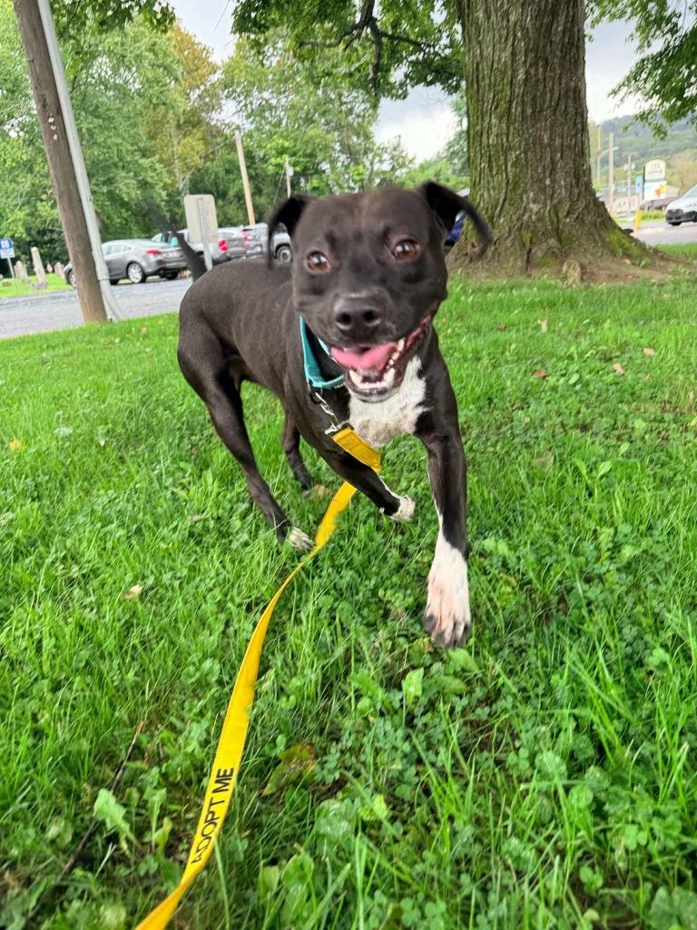 Enlarge Roscoe, a Adoptable mixed breed in New Kensington, PA image 2/6