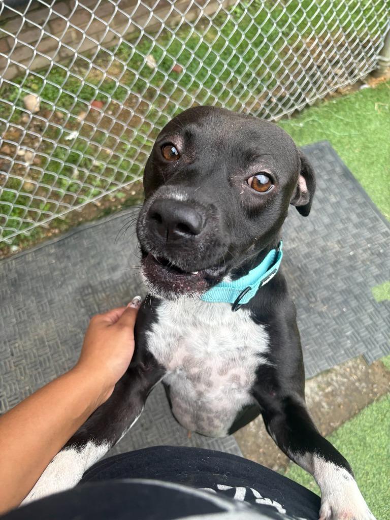 Enlarge Roscoe, a Adoptable mixed breed in New Kensington, PA image 3/6