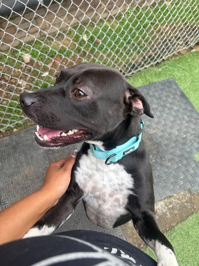 Enlarge Roscoe, a Adoptable mixed breed in New Kensington, PA image 4/6