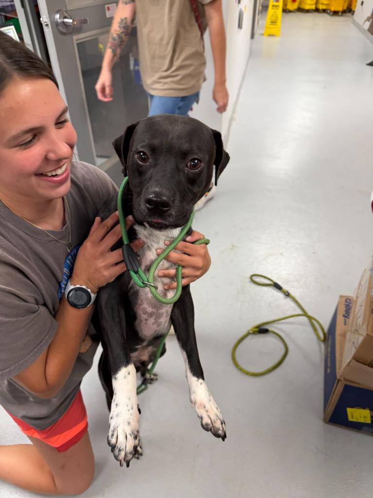 Enlarge Roscoe, a Adoptable mixed breed in New Kensington, PA image 5/6