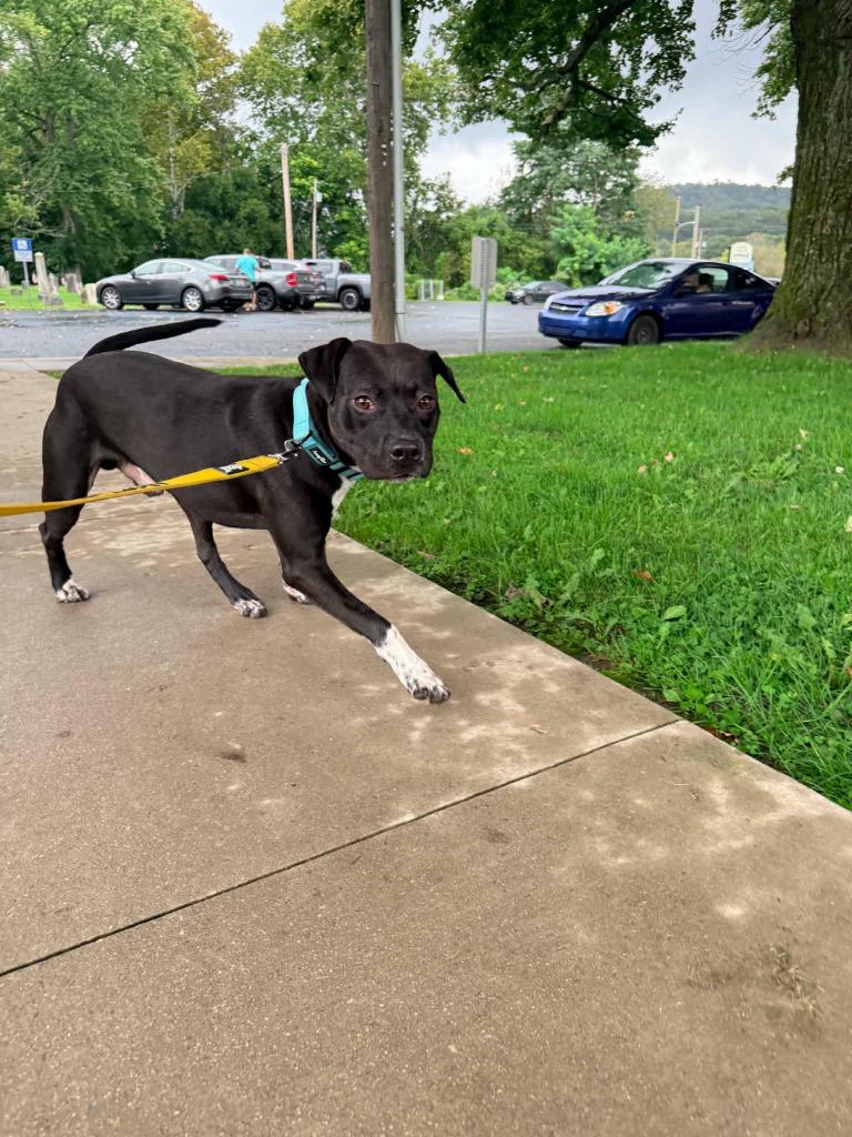 Enlarge Roscoe, a Adoptable mixed breed in New Kensington, PA image 6/6