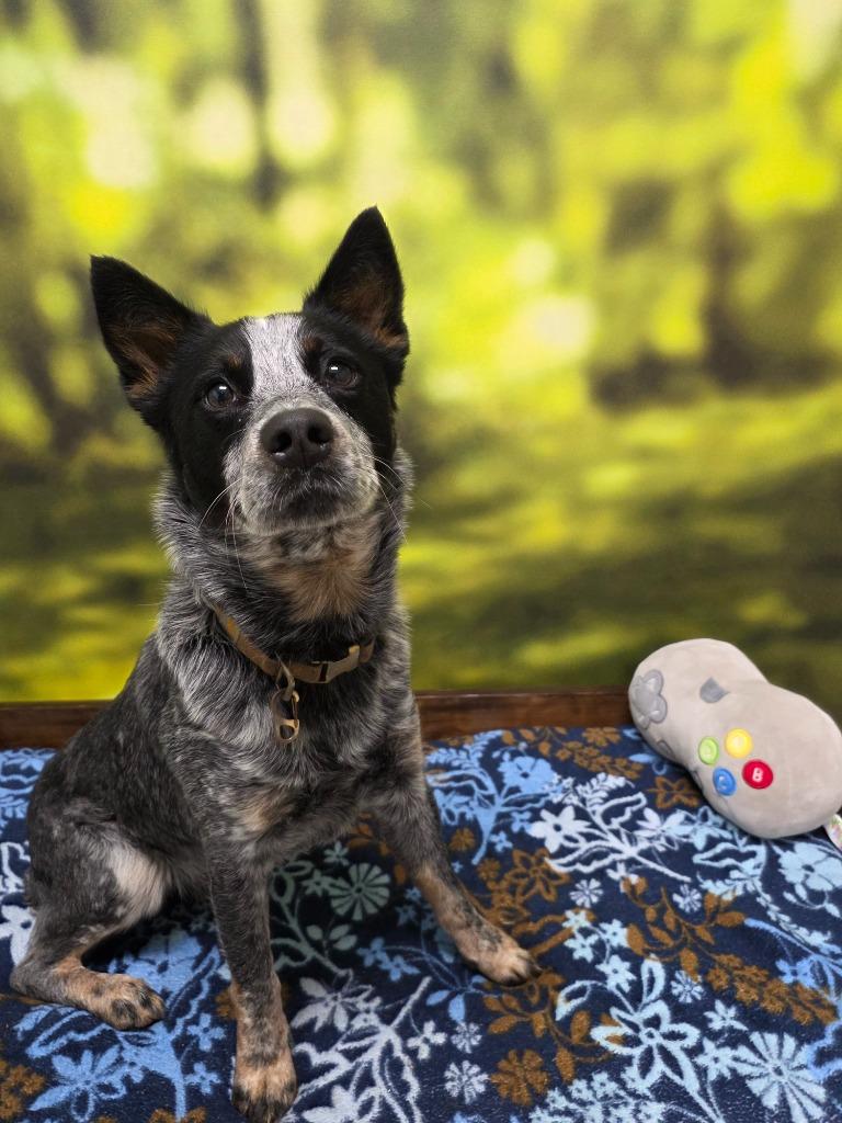 Enlarge Duke, a Adoptable Australian Cattle Dog / Blue Heeler in Little Rock, AR image 1/1