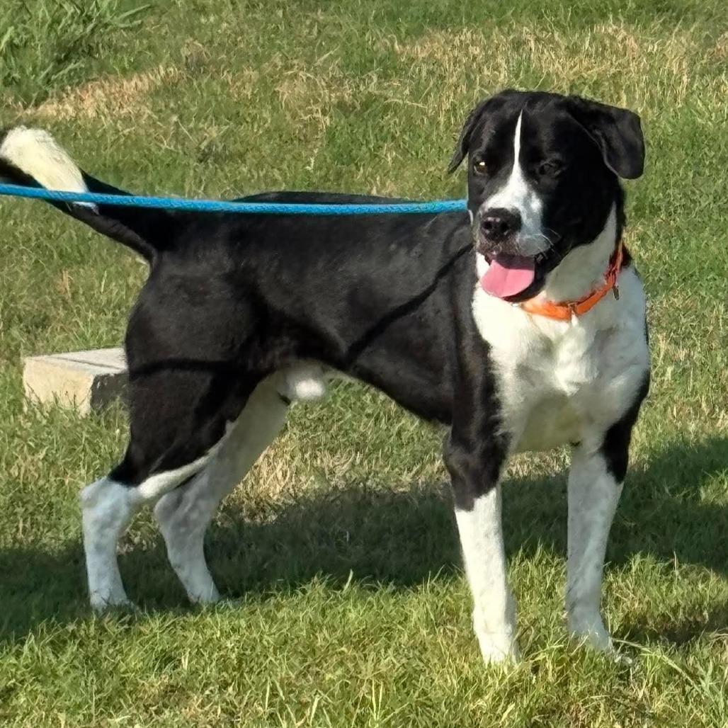 Marley, Adoptable, Young Male Mixed Breed.