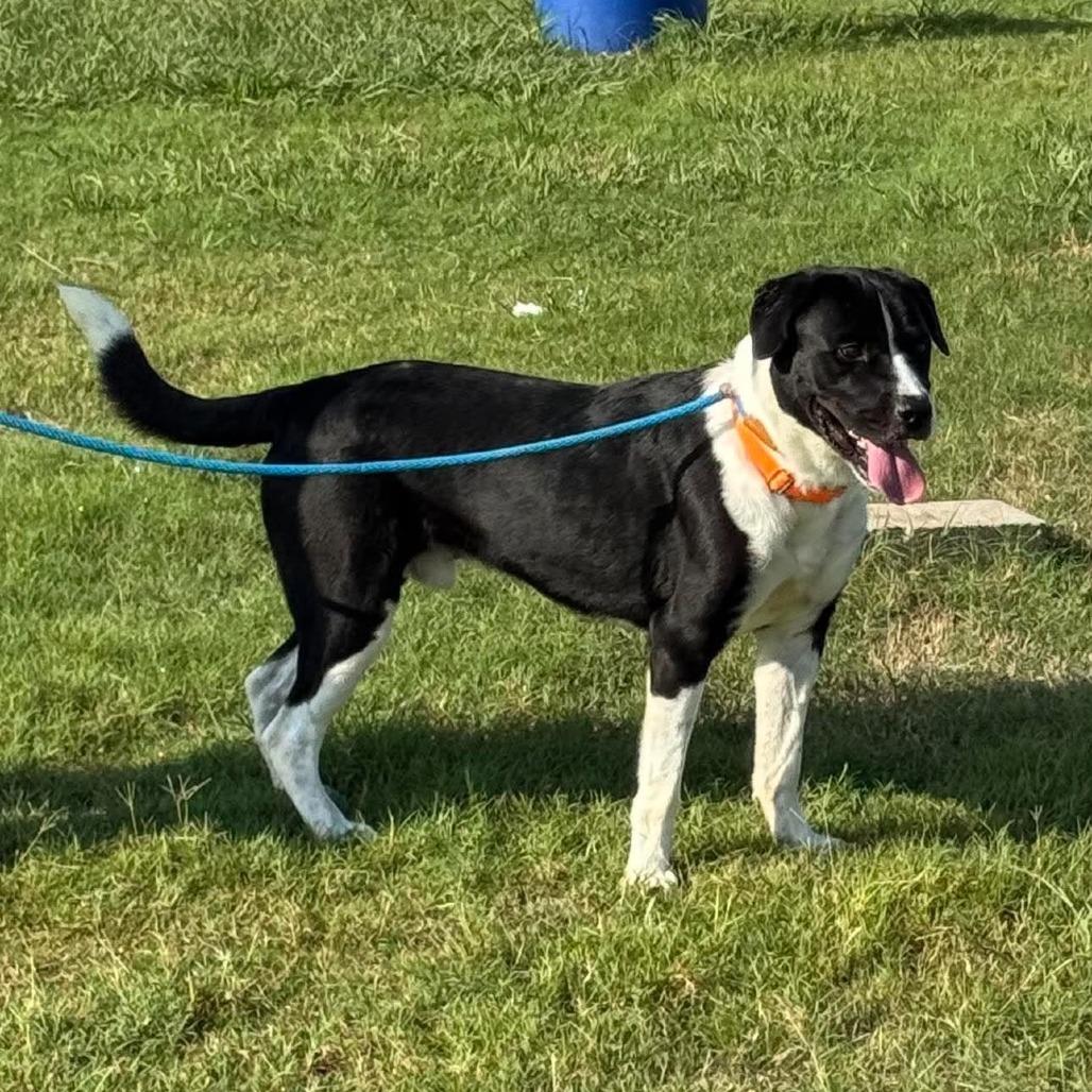 Enlarge Marley, a Adoptable Mixed Breed in Dickinson, TX image 2/4