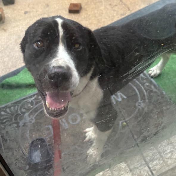 Enlarge Marley, a Adoptable Mixed Breed in Dickinson, TX image 3/4