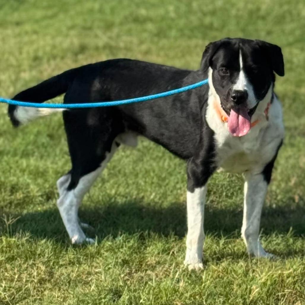 Enlarge Marley, a Adoptable Mixed Breed in Dickinson, TX image 4/4