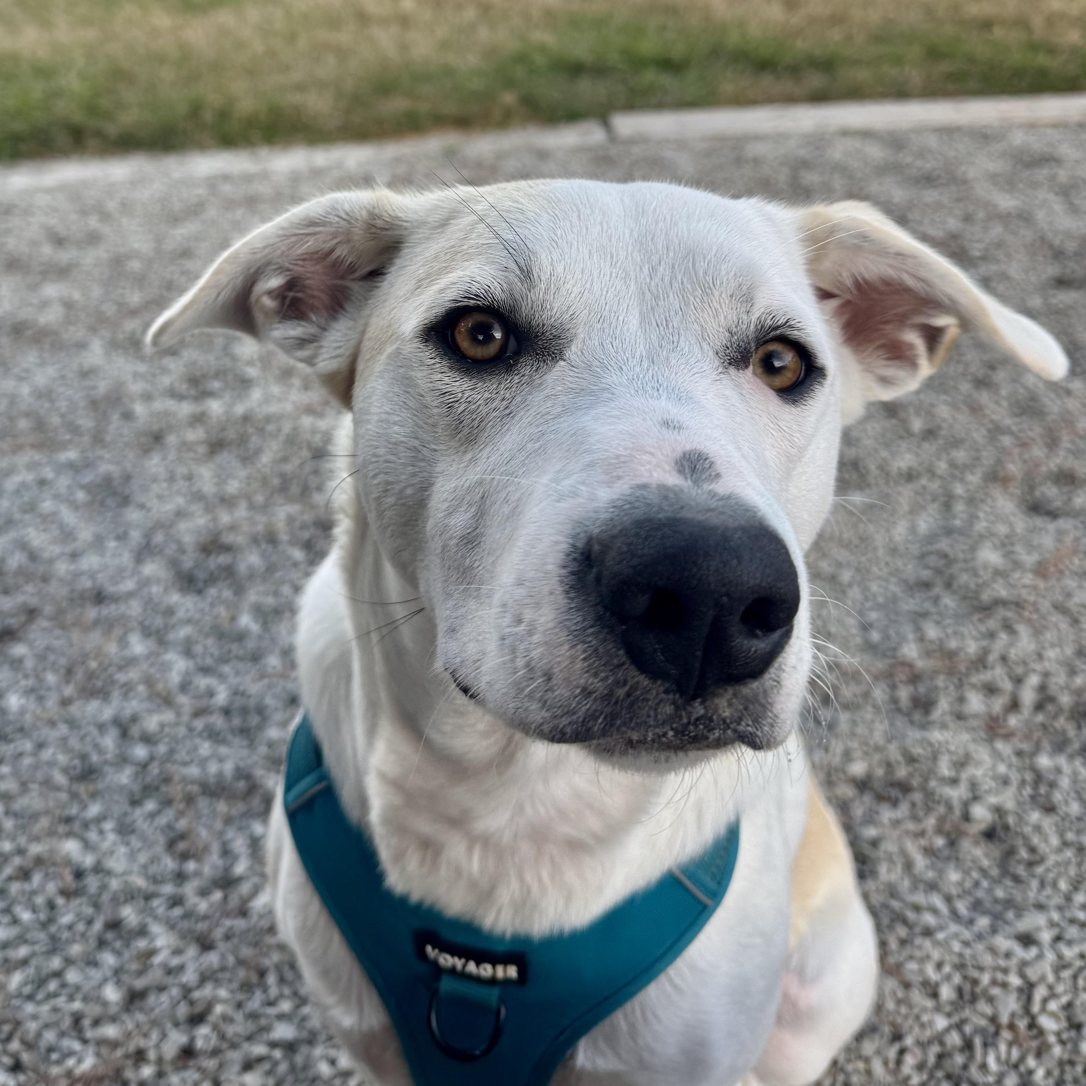 Enlarge Poppy, a Adoptable mixed breed in Scroggins, TX image 2/6
