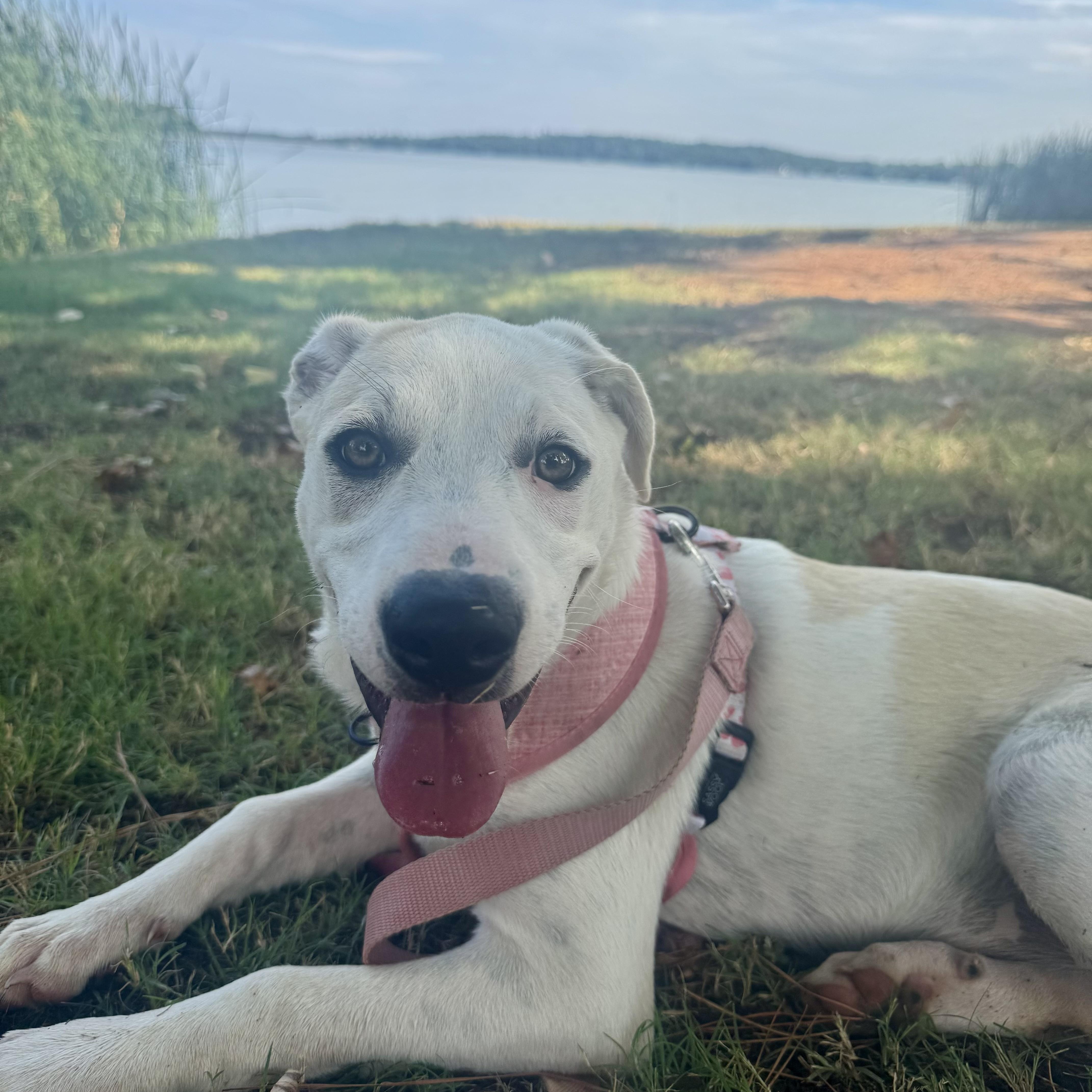 Enlarge Poppy, a Adoptable mixed breed in Scroggins, TX image 3/6