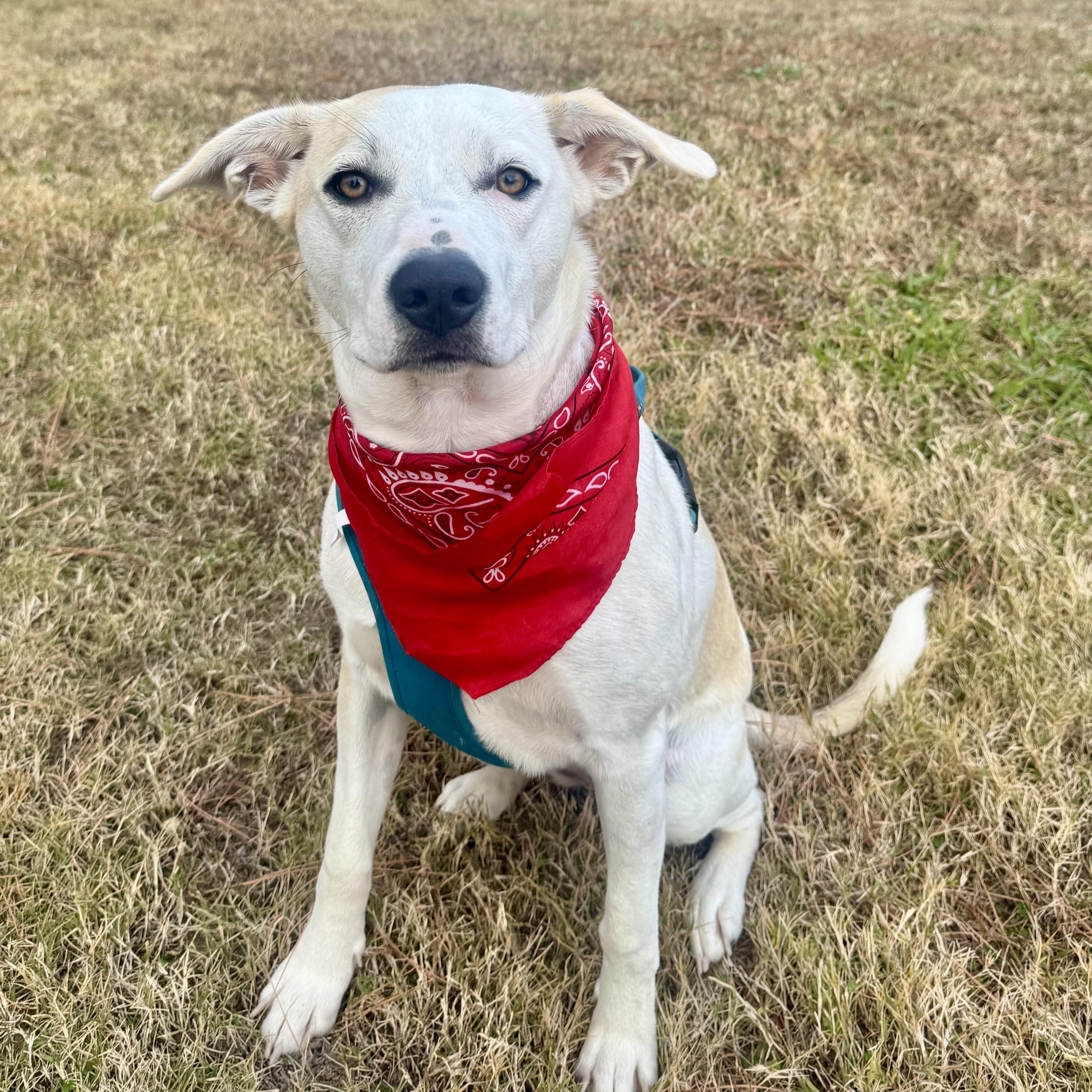 Enlarge Poppy, a Adoptable mixed breed in Scroggins, TX image 1/6