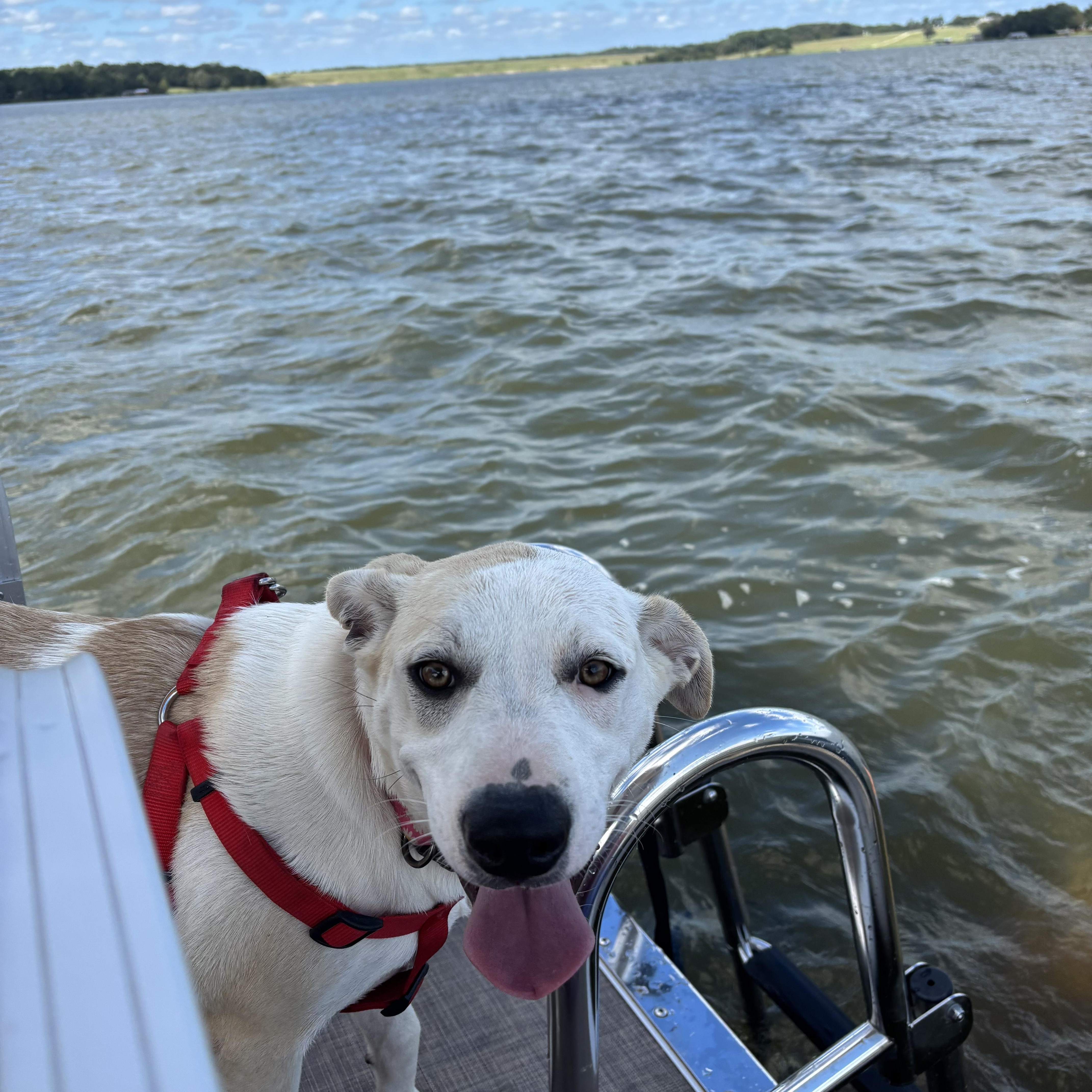 Enlarge Poppy, a Adoptable mixed breed in Scroggins, TX image 4/6