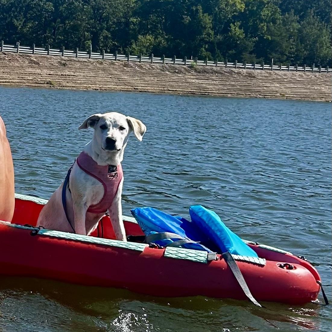 Enlarge Poppy, a Adoptable mixed breed in Scroggins, TX image 5/6