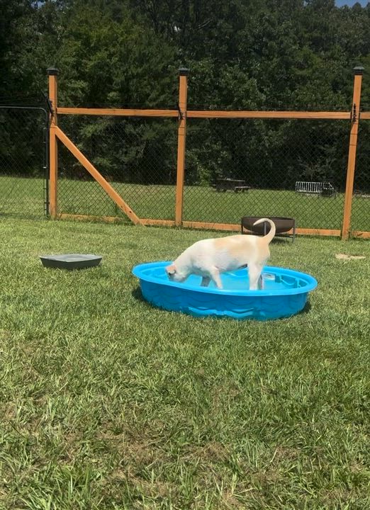 Enlarge Poppy, a Adoptable mixed breed in Scroggins, TX video 6/6