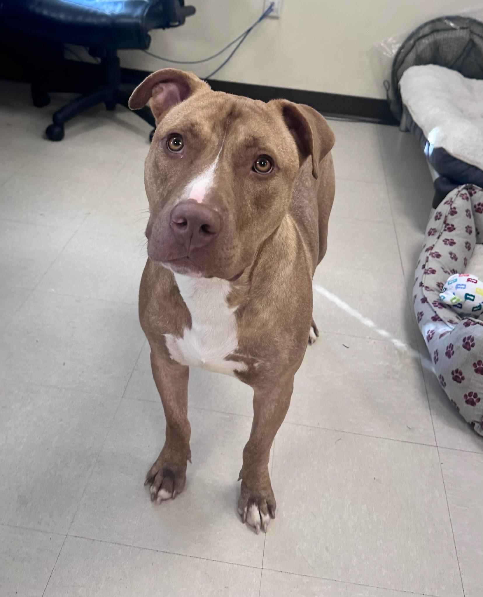 Enlarge Daxton, a Adoptable Pit Bull Terrier in Clayton, NJ image 1/1