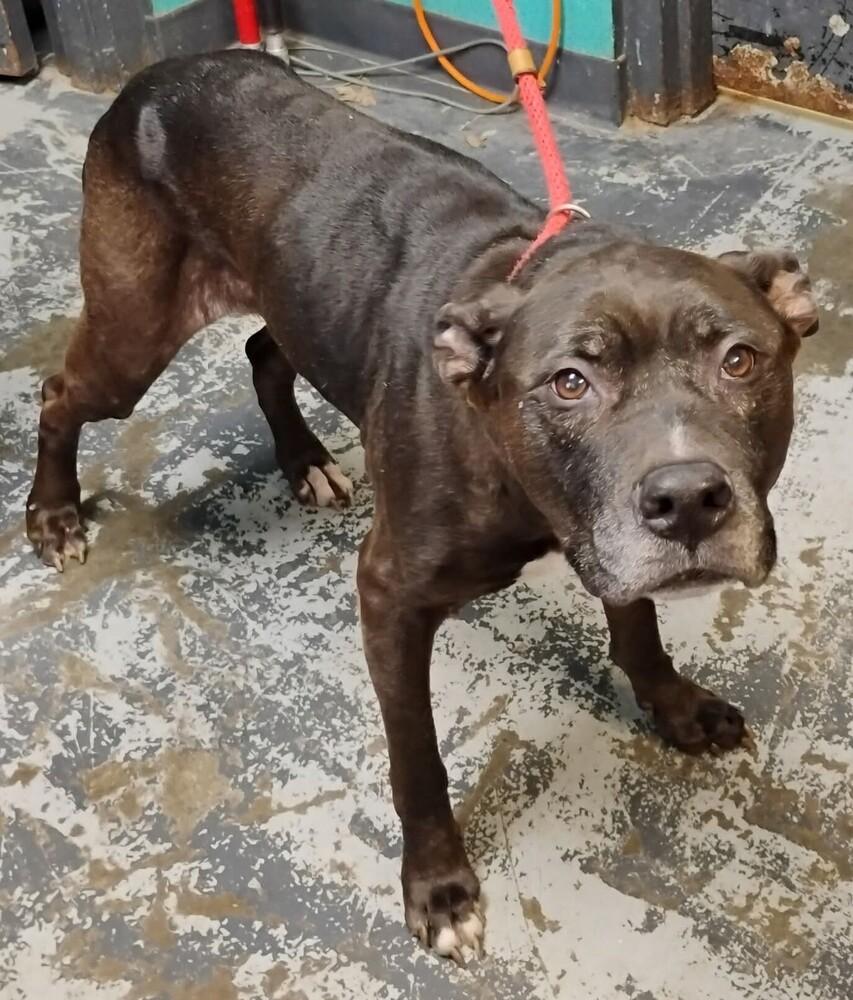 Enlarge Ember #322, a Adoptable mixed breed in New Lexington, OH image 1/1