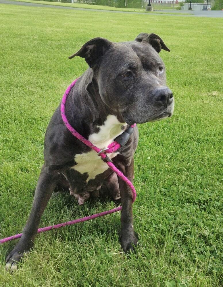 Enlarge Ember #322, a Adoptable mixed breed in New Lexington, OH image 2/3