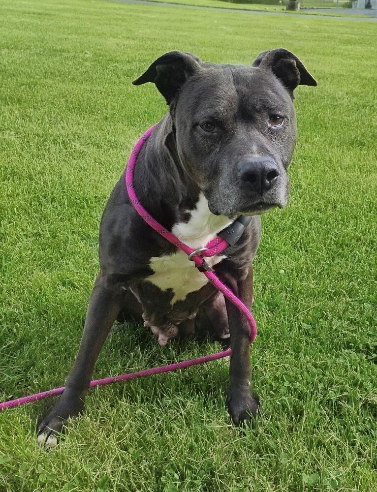 Enlarge Ember #322, a Adoptable mixed breed in New Lexington, OH image 3/3