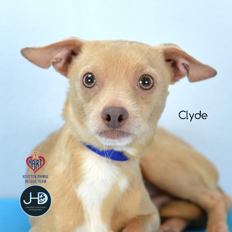 Clyde, a Adoptable mixed breed in Hockley, TX image 1/2