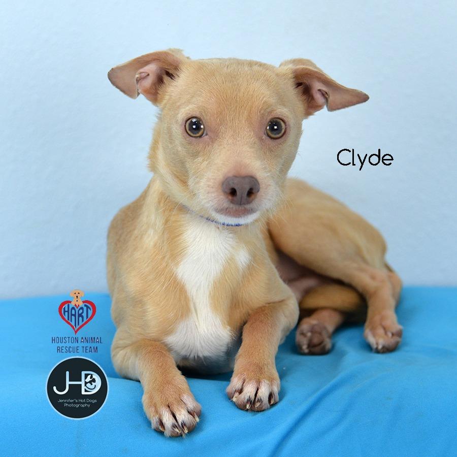 Clyde, a Adoptable mixed breed in Hockley, TX image 2/2