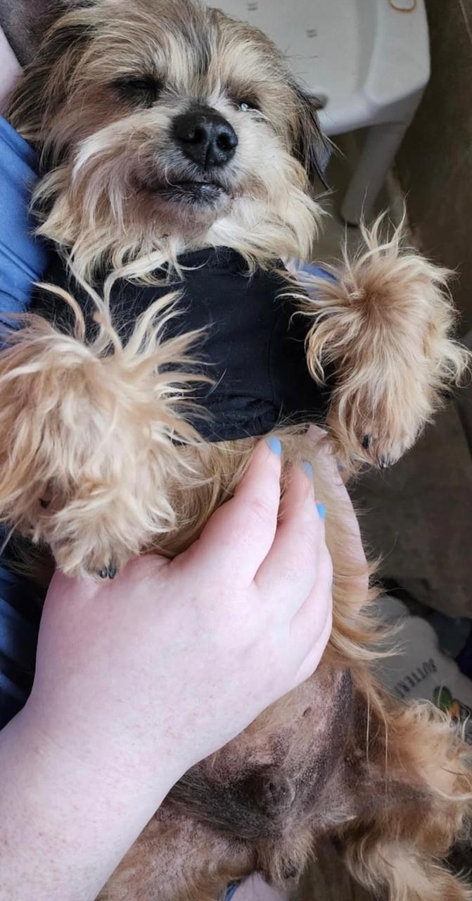 Enlarge Chase, an adoptable mixed breed in Frederick, MD image 3/5