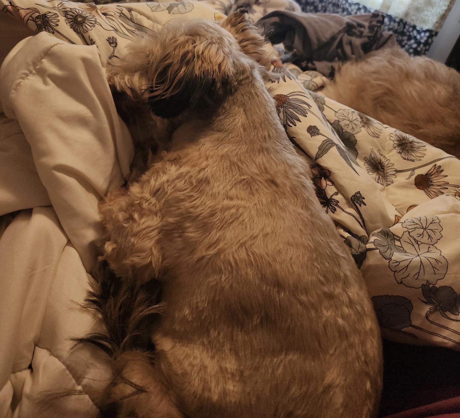 Enlarge Chase, an adoptable mixed breed in Frederick, MD image 5/5