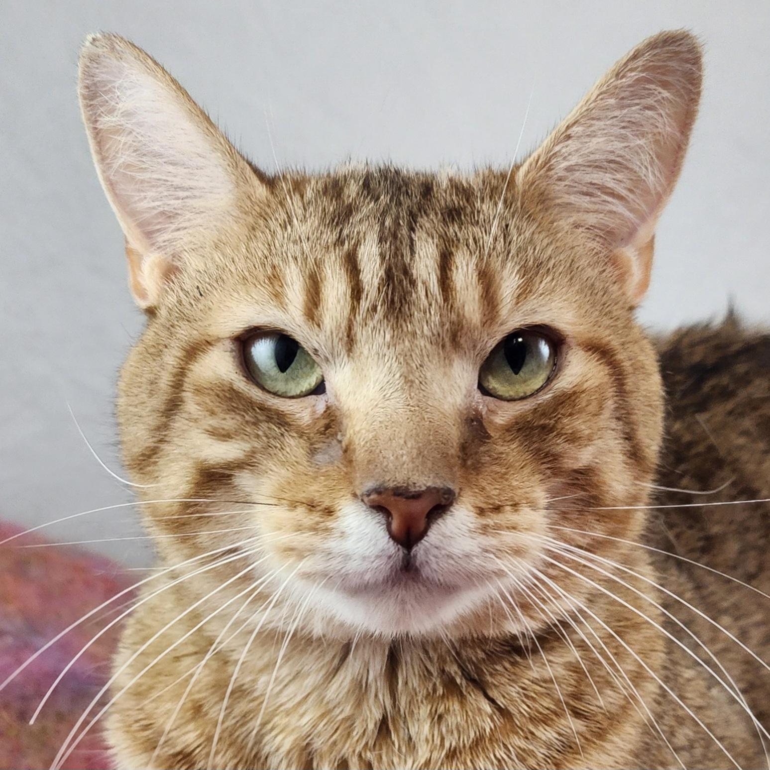 Enlarge Willie Boy, a Adoptable Domestic Short Hair in Philadelphia , PA image 2/6