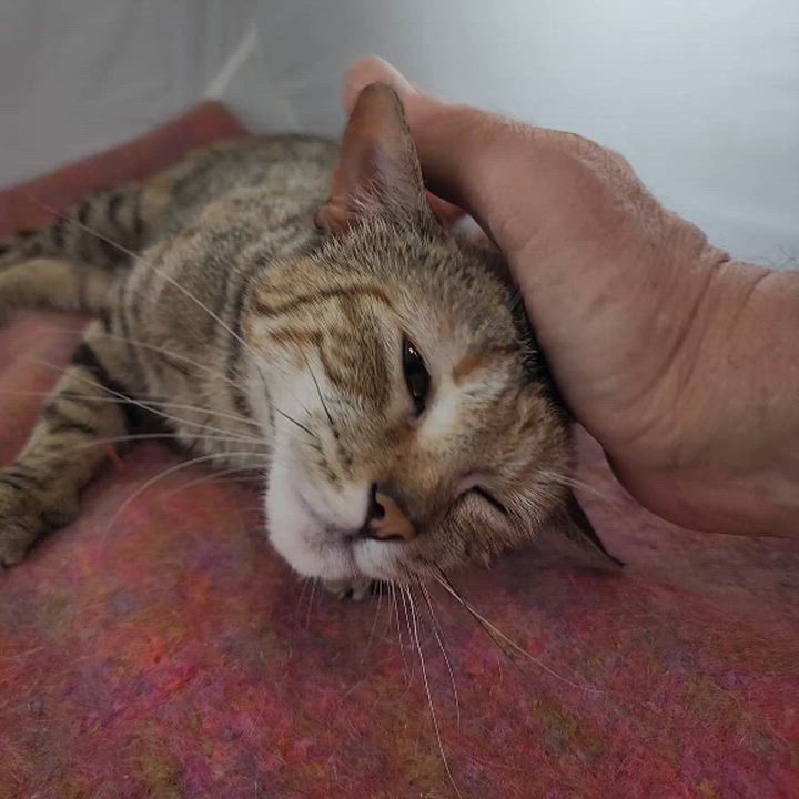 Enlarge Willie Boy, a Adoptable Domestic Short Hair in Philadelphia , PA video 6/6