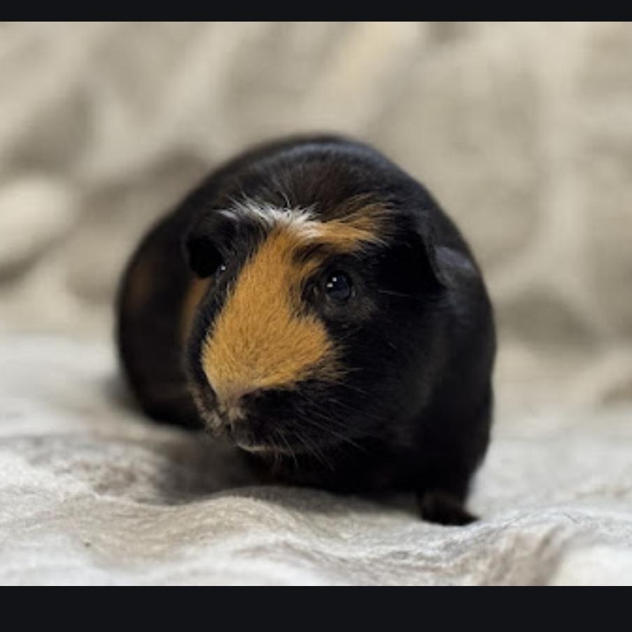 Wilbur and Capone, Adoptable, Adult Male Guinea Pig.