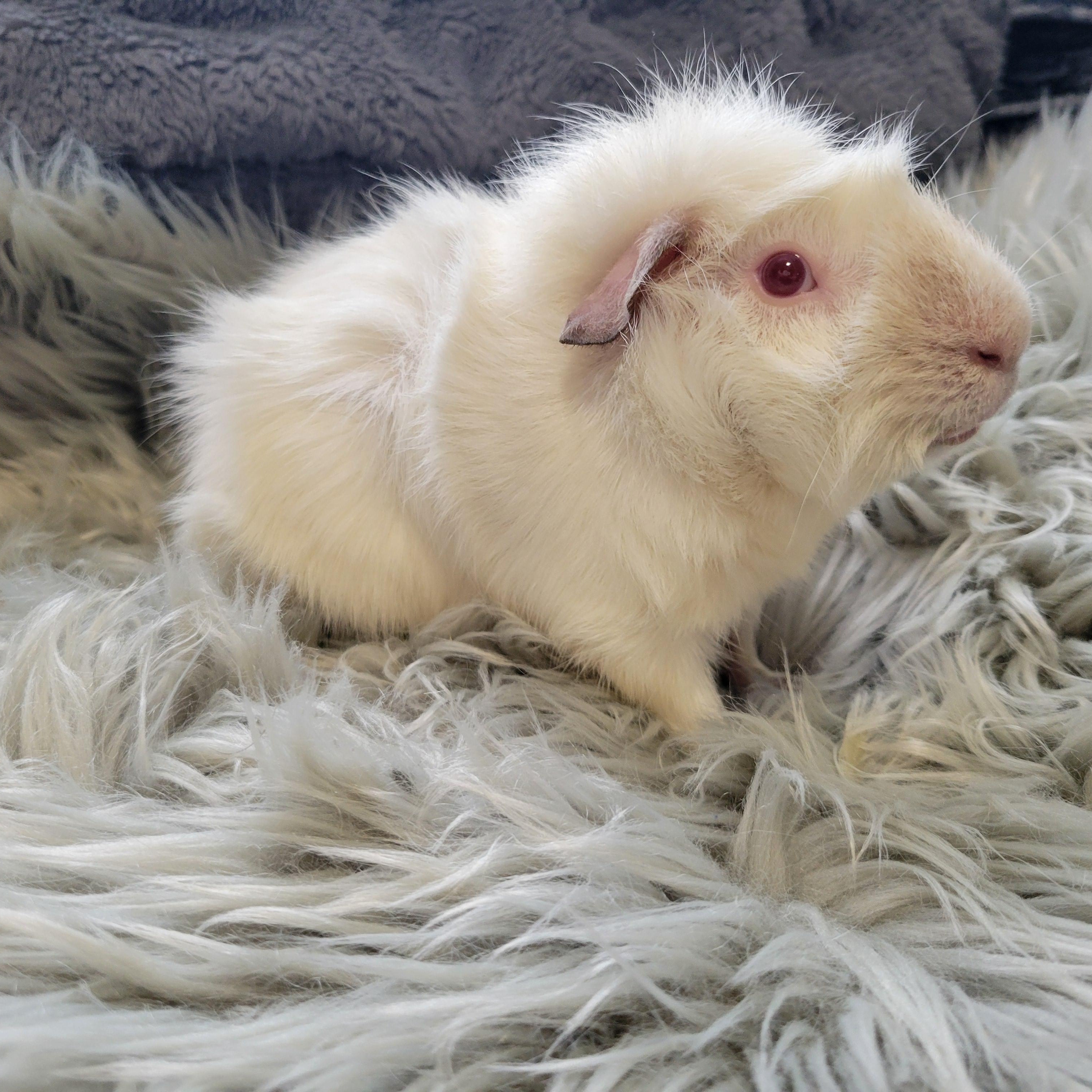 Enlarge Wilbur and Capone, a Adoptable Guinea Pig in Olympia, WA image 3/6