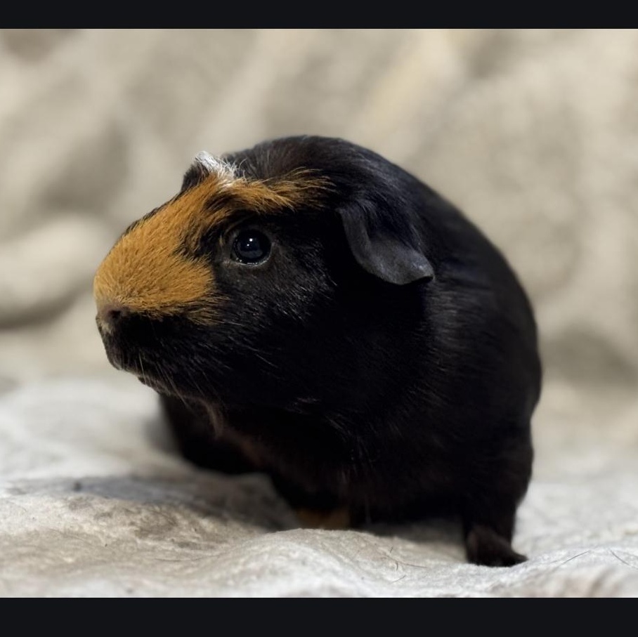Enlarge Wilbur and Capone, a Adoptable Guinea Pig in Olympia, WA image 4/6