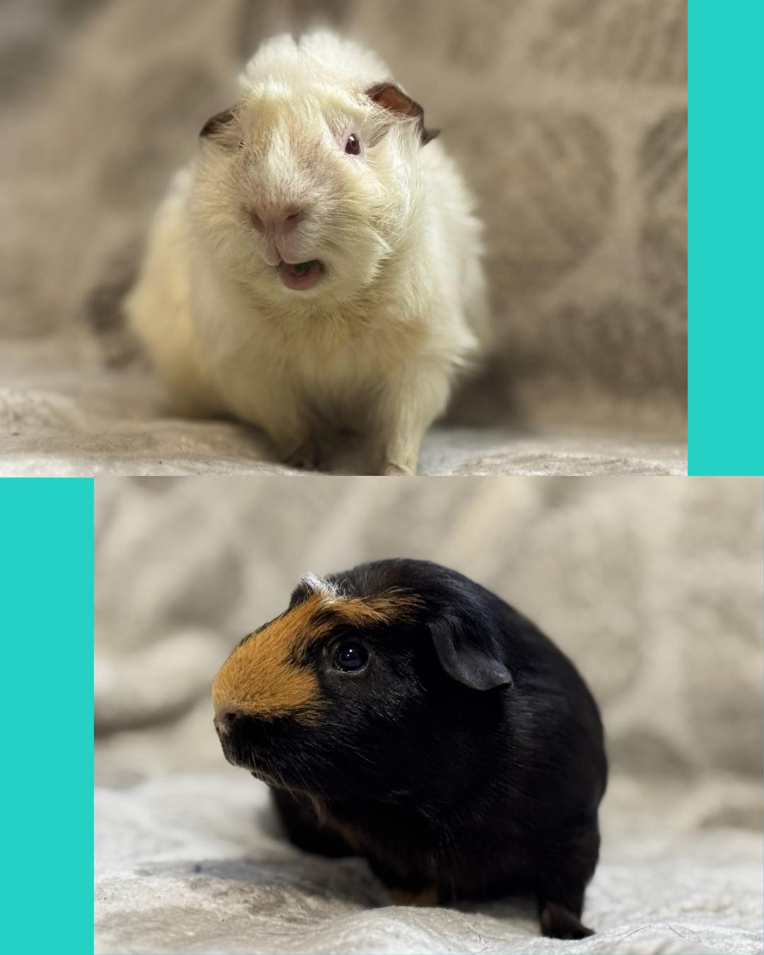 Enlarge Wilbur and Capone, a Adoptable Guinea Pig in Olympia, WA image 1/6