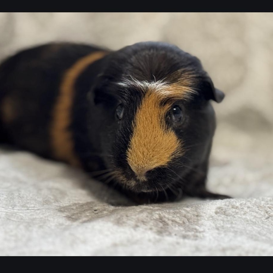 Enlarge Wilbur and Capone, a Adoptable Guinea Pig in Olympia, WA image 5/6