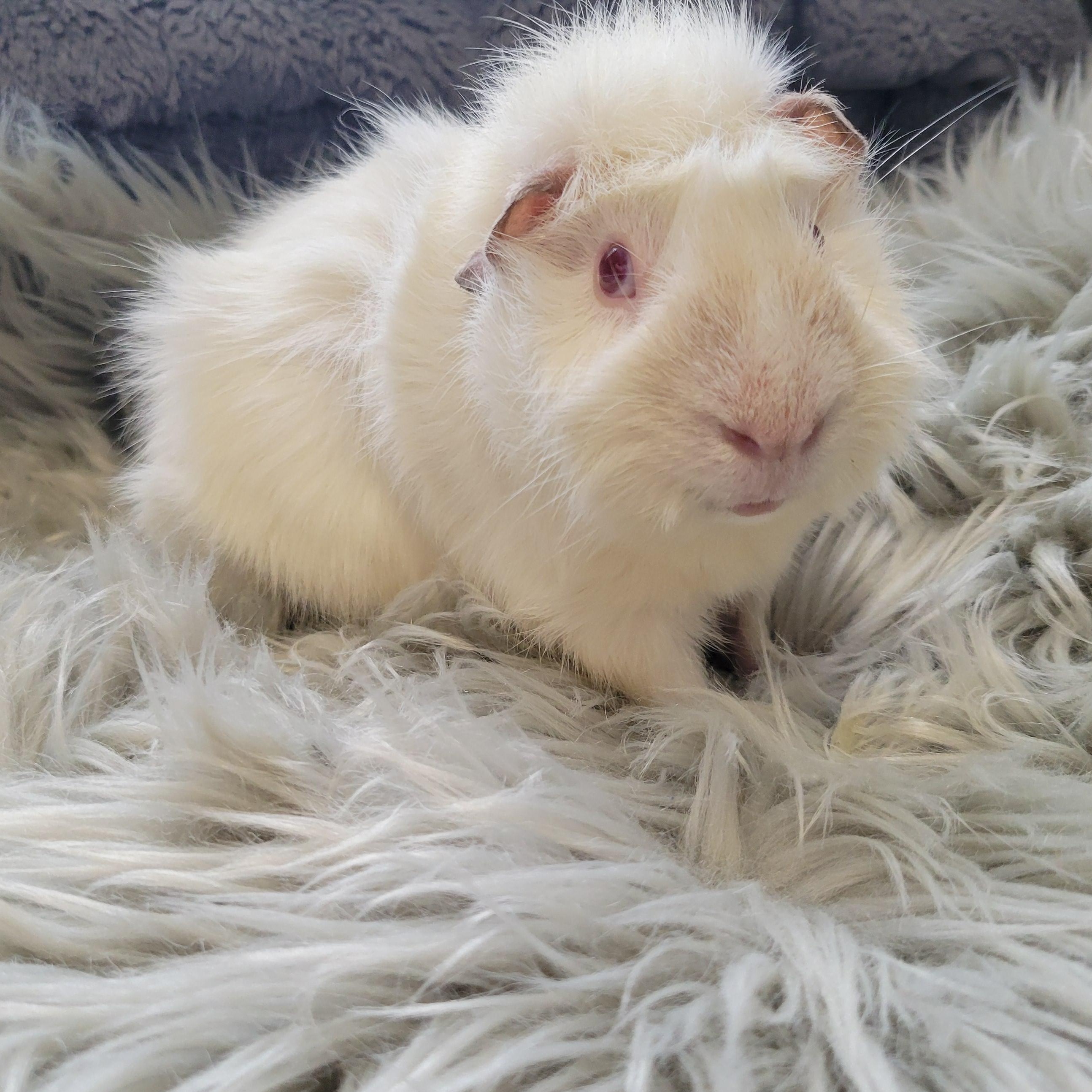 Enlarge Wilbur and Capone, a Adoptable Guinea Pig in Olympia, WA image 6/6
