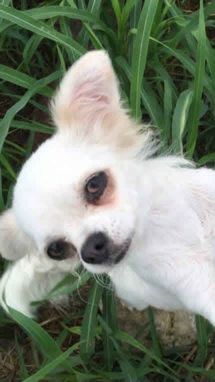 Mistie, adopted, Senior Female Chihuahua.