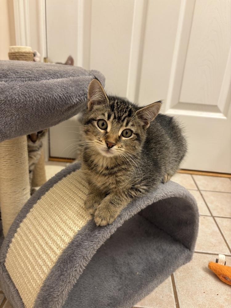 Enlarge Monty, a Adoptable Domestic Short Hair in East hartford, CT image 1/5