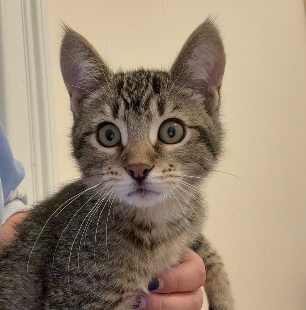 Enlarge Monty, a Adoptable Domestic Short Hair in East hartford, CT image 2/5