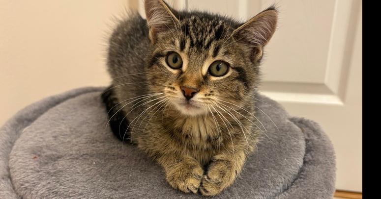 Enlarge Monty, a Adoptable Domestic Short Hair in East hartford, CT image 3/5