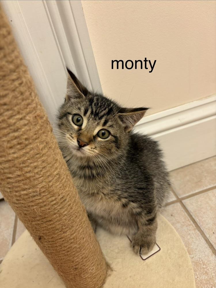 Enlarge Monty, a Adoptable Domestic Short Hair in East hartford, CT image 4/5