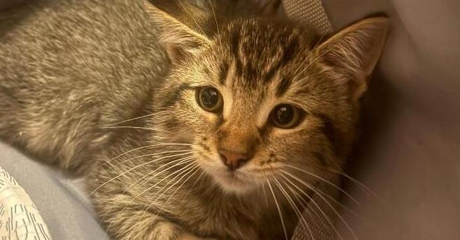 Enlarge Monty, a Adoptable Domestic Short Hair in East hartford, CT image 5/5