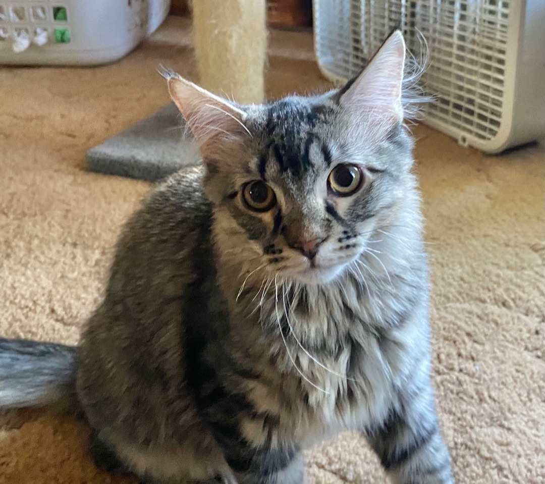Dobby, a Adoptable Egyptian Mau in Independence, MO image 1/6