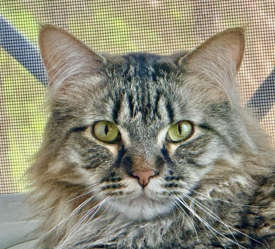 Dobby, Adoptable, Adult Male Egyptian Mau.