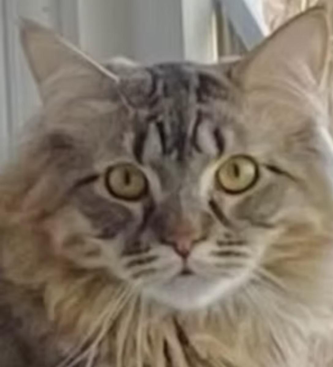 Dobby, Adoptable, Adult Male Egyptian Mau.